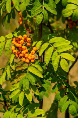 Rowan kırmızı çilekleri. Böğürtlen ve diğer küçük meyveler. Rowan.