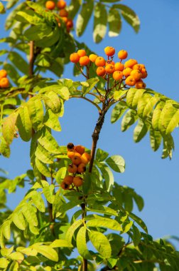 Rowan kırmızı çilekleri. Böğürtlen ve diğer küçük meyveler. Rowan.