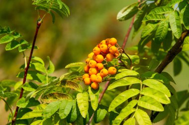 Rowan kırmızı çilekleri. Böğürtlen ve diğer küçük meyveler. Rowan.