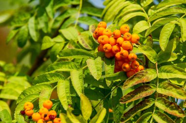 Rowan kırmızı çilekleri. Böğürtlen ve diğer küçük meyveler. Rowan.