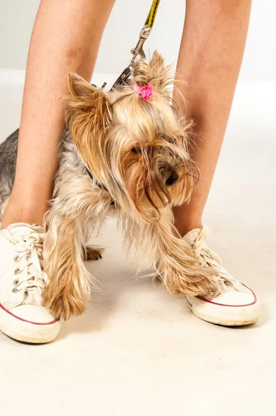 Yorkshire Terrier Mini. Feet teen girl — Stock Photo, Image