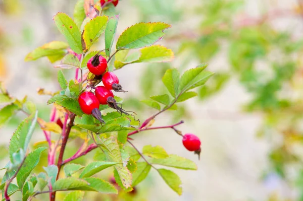 La rose de la hanche, également connue sous le nom de rose haw ou rose hep, est le fruit o — Photo