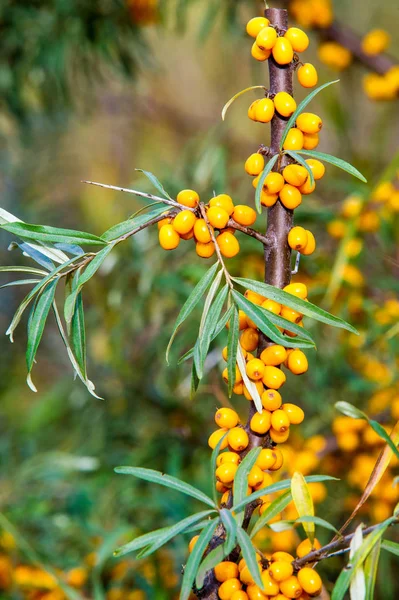 Hippophae es un género de arbustos caducifolios de la familia Mordellidae. — Foto de Stock