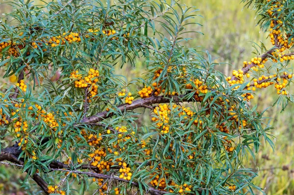 Hippophae - рід морських прянощів, листяних кущів в — стокове фото