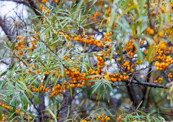 Hippophae is a genus of sea buckthorns, deciduous shrubs in the — Stock Photo, Image