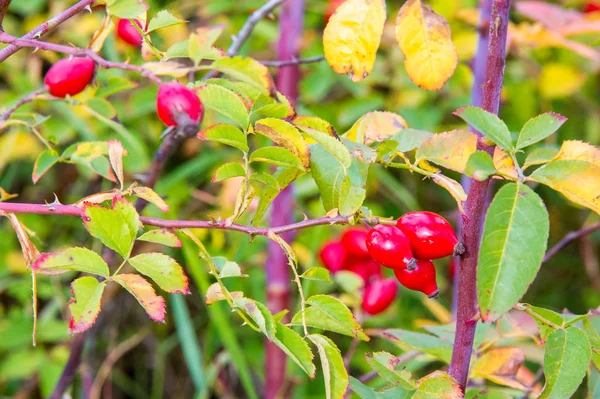 The rose hip, also known as rose haw or rose hep, is the fruit o — Stock Photo, Image