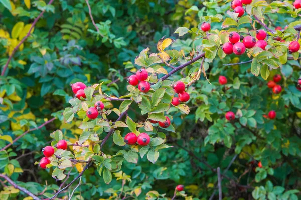 The rose hip, also known as rose haw or rose hep, is the fruit o — Stock Photo, Image