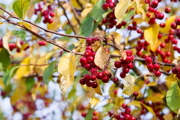 Outono. Outono dourado. Maçãs verde amarelo vermelho na árvore — Fotografia de Stock