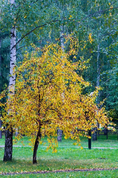 Otoño. Otoño dorado. Manzanas verde rojo amarillo en el árbol —  Fotos de Stock