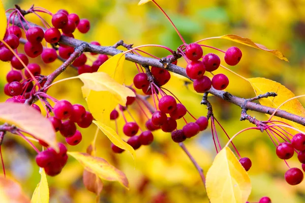 Outono. Outono dourado. Maçãs verde amarelo vermelho na árvore — Fotografia de Stock
