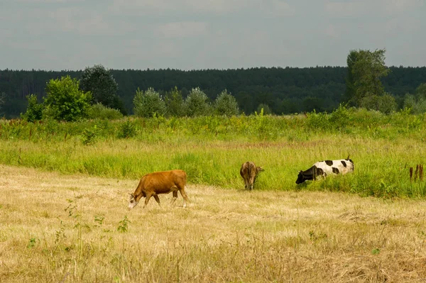 Krávy na poli. Domácí dojnice, samice skotu — Stock fotografie
