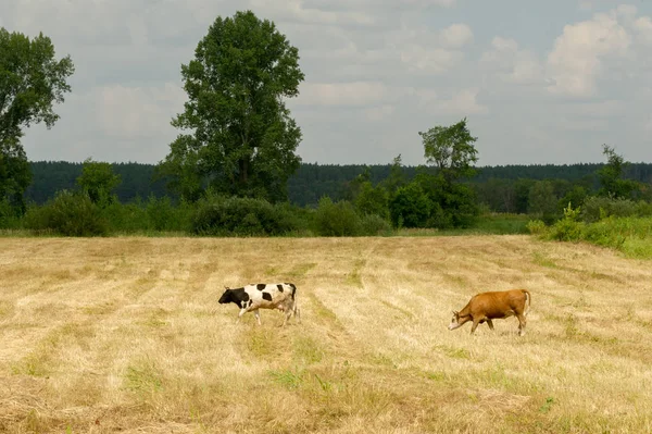 Kühe auf dem Feld. Milchvieh, das weibliche Rind — Stockfoto