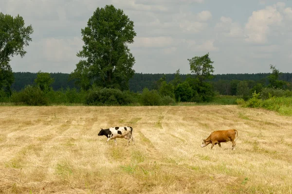 Cows in the field. Domestic dairy animal, the female cattle — 스톡 사진