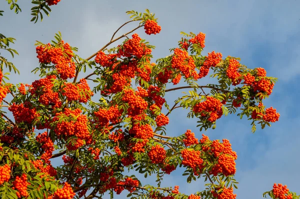 Textur, Hintergrund. Herbstblätter einer Eberesche. helles Gelb — Stockfoto