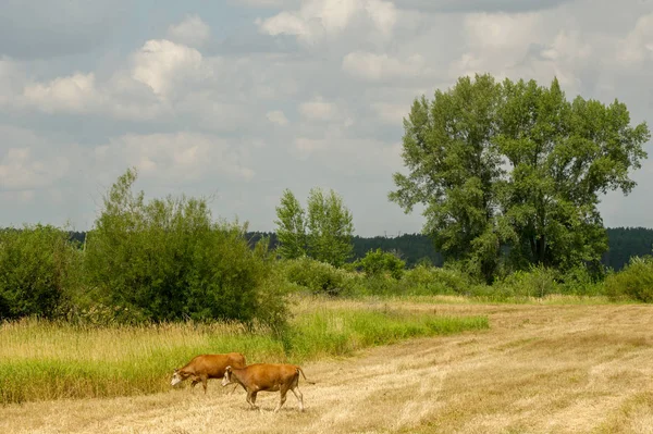 Корови в полі. Домашня молочна тварина, жіноча худоба — стокове фото