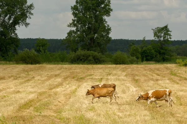 Αγελάδες στο χωράφι. Κατοικίδια ζώα γαλακτοπαραγωγής, τα θηλυκά βοοειδή — Φωτογραφία Αρχείου