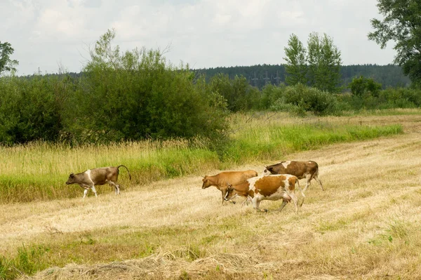 Корови в полі. Домашня молочна тварина, жіноча худоба — стокове фото