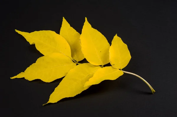 Herbst-Ahornblätter. acer mandshuricum. mandschurischen Ahorn, ist ein s — Stockfoto