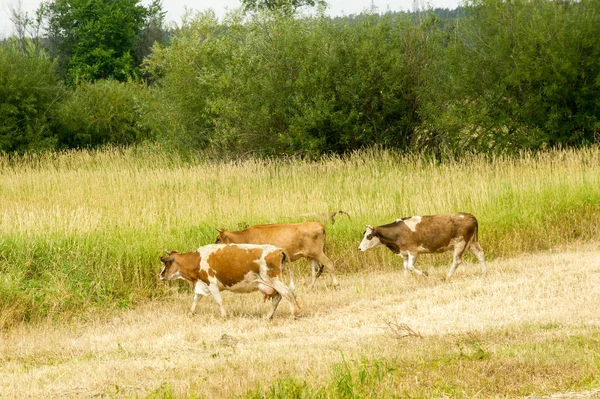 Коровы в поле. Домашнее молочное животное, скот женского пола — стоковое фото