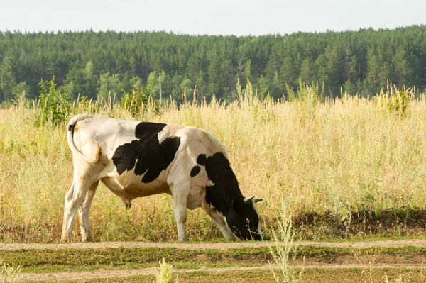 Cows in the field. Domestic dairy animal, the female cattle — Stock Photo, Image