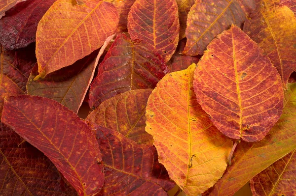 Autumn Leaves Studio. Folha de outono isolada sobre fundo branco . — Fotografia de Stock