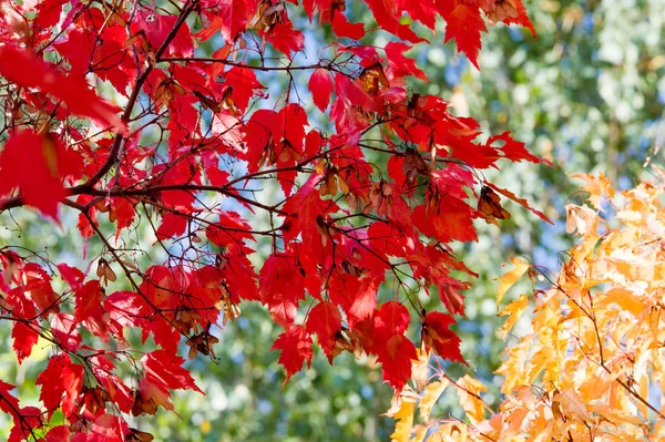 Acer palmatum, nimeltään japanilainen vaahtera tai sileä japanilainen vaahtera, i — kuvapankkivalokuva
