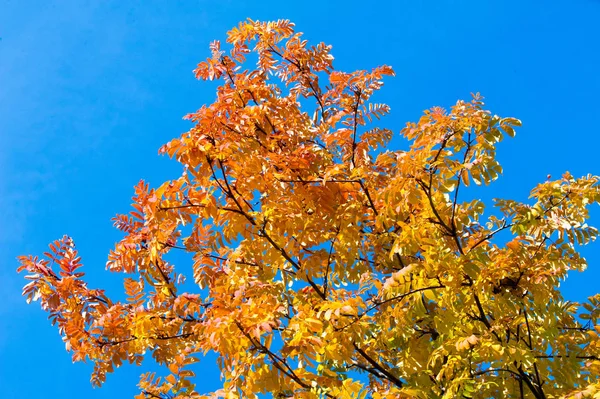 Текстура, фон. Осенние листья горного пепла. Яркий йель — стоковое фото