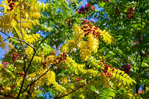 Textur, Hintergrund. Herbstblätter einer Eberesche. helles Gelb — Stockfoto