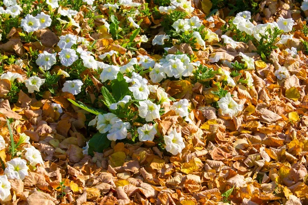 petunia flowers covered with autumn leaves