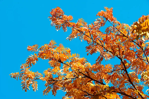 Υφή, φόντο. Φύλλα φθινοπωρινής στάχτης. Φωτεινό γελ — Φωτογραφία Αρχείου