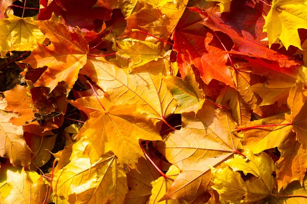 Studio Feuilles d'Automne. Feuille d'automne isolée sur fond blanc . — Photo