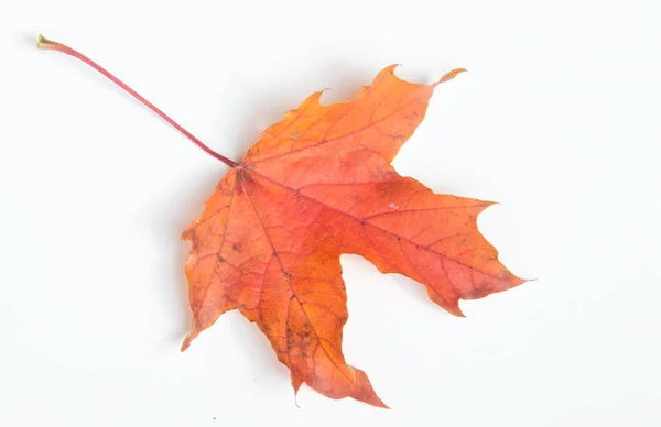 秋の紅葉スタジオ。白地に孤立した紅葉. — ストック写真