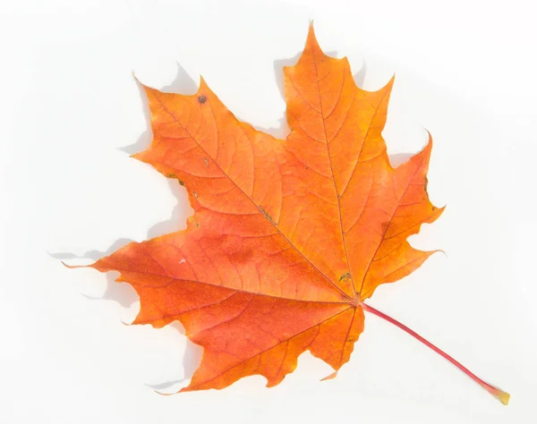 Autumn Leaves Studio. Hoja de otoño aislada sobre fondo blanco . — Foto de Stock