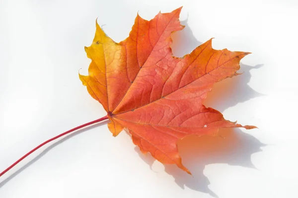 Студія осіннього листя. Осінній лист ізольовано на білому тлі . — стокове фото