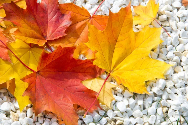 开场白，背景。 秋天的叶子在地上。 明亮的地毯o — 图库照片