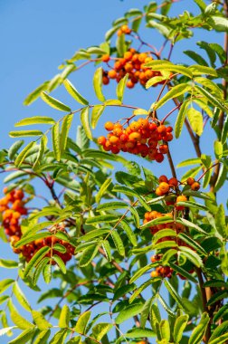 Rowan kırmızı çilekleri. Böğürtlen ve diğer küçük meyveler. Rowan.
