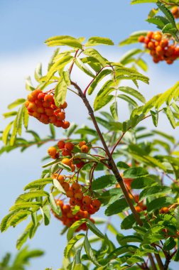 Rowan kırmızı çilekleri. Böğürtlen ve diğer küçük meyveler. Rowan.