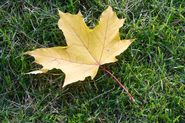 Exture, arka plan. Sonbahar yaprakları yerde. Parlak halı.