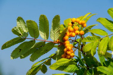 Rowan kırmızı çilekleri. Böğürtlen ve diğer küçük meyveler. Rowan.
