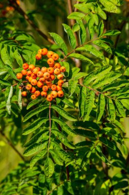Rowan kırmızı çilekleri. Böğürtlen ve diğer küçük meyveler. Rowan.