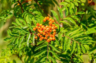 Rowan kırmızı çilekleri. Böğürtlen ve diğer küçük meyveler. Rowan.