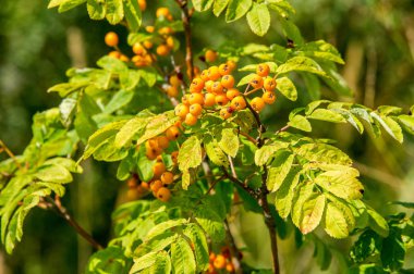 Rowan kırmızı çilekleri. Böğürtlen ve diğer küçük meyveler. Rowan.