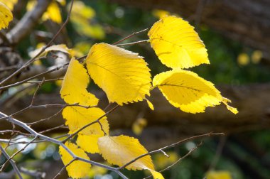 Doku, arka plan. Karaağaçta sonbahar yaprakları. Parlak sarı