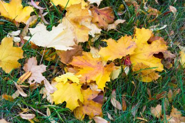 Exture, arka plan. Sonbahar yaprakları yerde. Parlak halı.