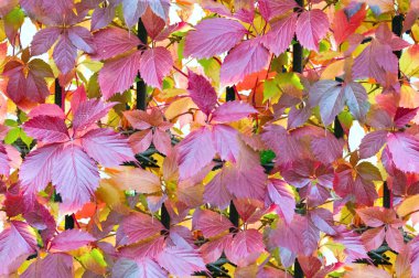 Sorunsuz doku, desen. Sonbahar yaprakları yere