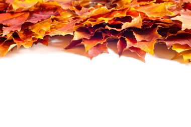 Autumn Leaves Stüdyosu. Beyaz arkaplanda sonbahar yaprağı izole. 