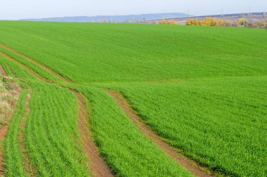 Sonbahar, kış buğday, kış tahıl, Kırmızı Sarı güzel ağaçlar,