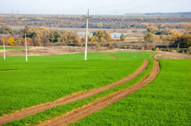Sonbahar, kış buğday, kış tahıl, Kırmızı Sarı güzel ağaçlar,