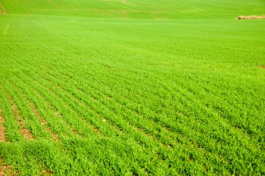 Sonbahar, kış buğday, kış tahıl, Kırmızı Sarı güzel ağaçlar,