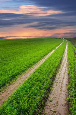 Sonbahar, kış buğday, kış tahıl, Kırmızı Sarı güzel ağaçlar,
